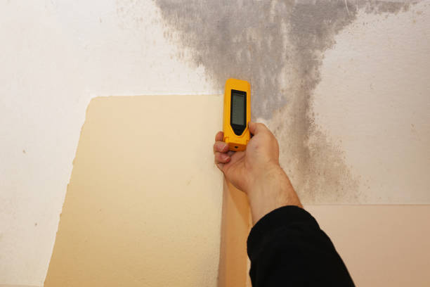 Best Post-Remediation Verification Testing  in Mililani Mauka, HI