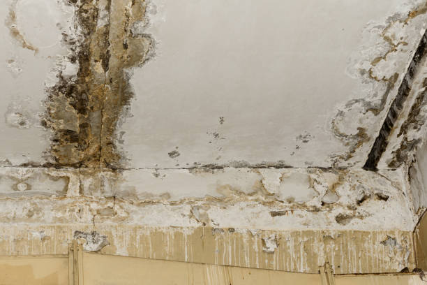 Best Mold Damage Restoration  in Mililani Mauka, HI