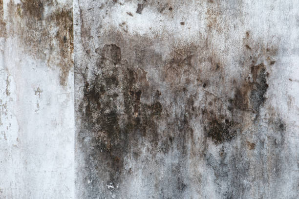 Reliable Mililani Mauka, HI Mold Removal Solutions