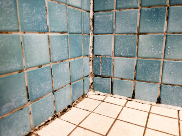 Best Mold Odor Removal Services  in Mililani Mauka, HI