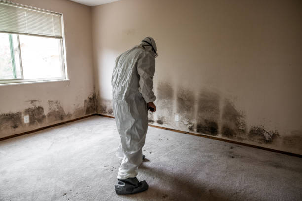 Best Industrial Mold Remediation  in Mililani Mauka, HI