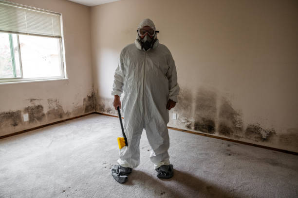 Best Attic Mold Removal  in Mililani Mauka, HI
