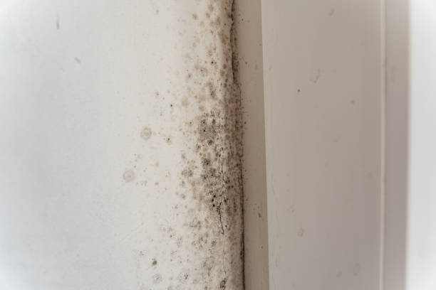 Best Residential Mold Inspection & Testing  in Mililani Mauka, HI